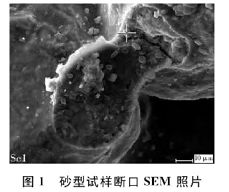 圖l  砂型試樣斷口SEM照片
